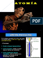 Uretra.pdf