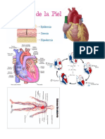 El Corazon Partes e Imagenes