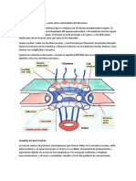 Resumen Segundo Parcial Biologia Celular