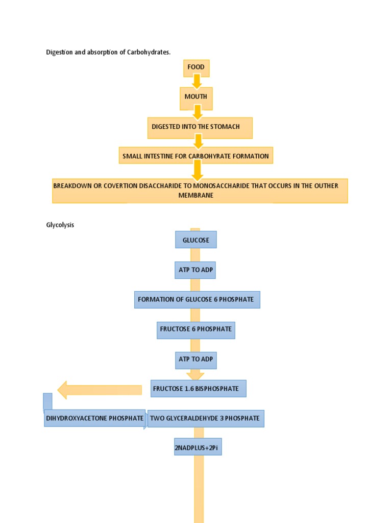A Comprehensive Overview of Carbohydrate Digestion, Absorption, and