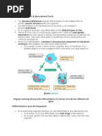 Cell Differentiation and Specialized Cells