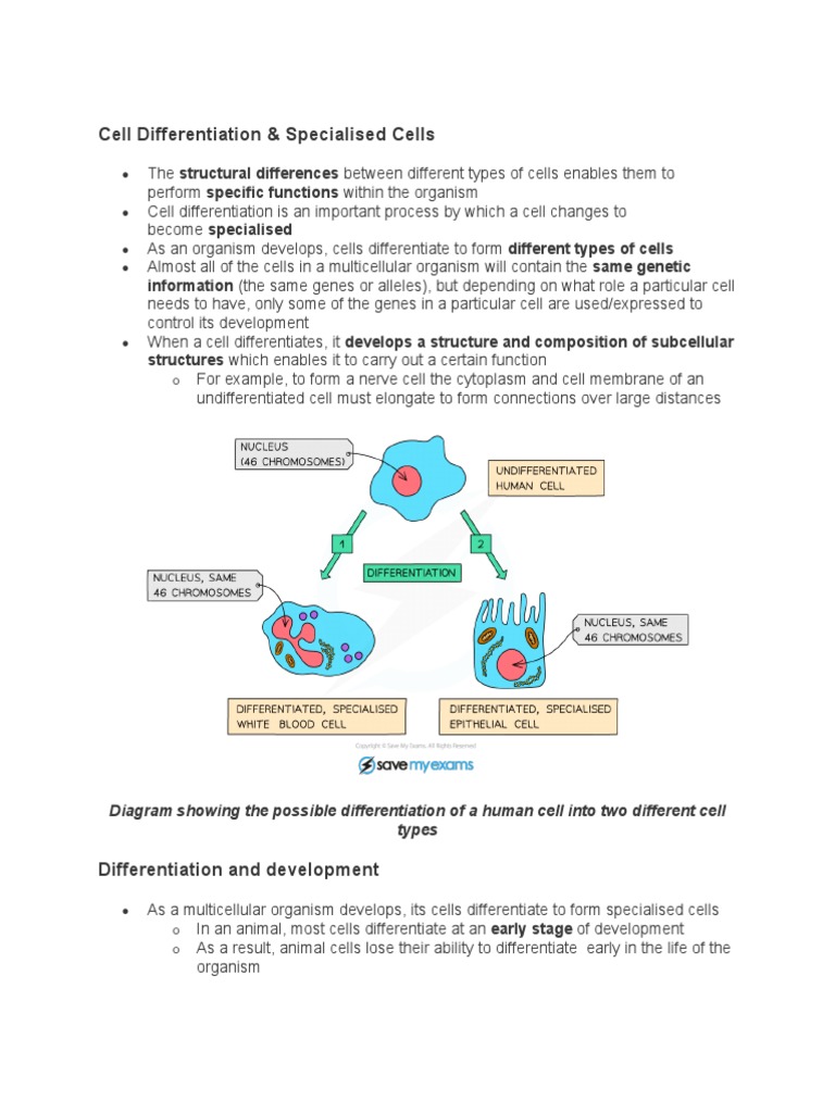 Understanding Cell Differentiation | PDF | Cell (Biology) | Cellular ...