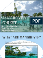 Mangroves 1