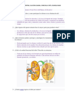 Sistema Urinario PDF