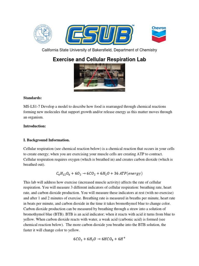 Exercise and Cellular Respiration Lab Standards PDF Cellular Respiration Breathing