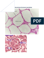 Epithelial, Connective, Muscle & Tissue Structures