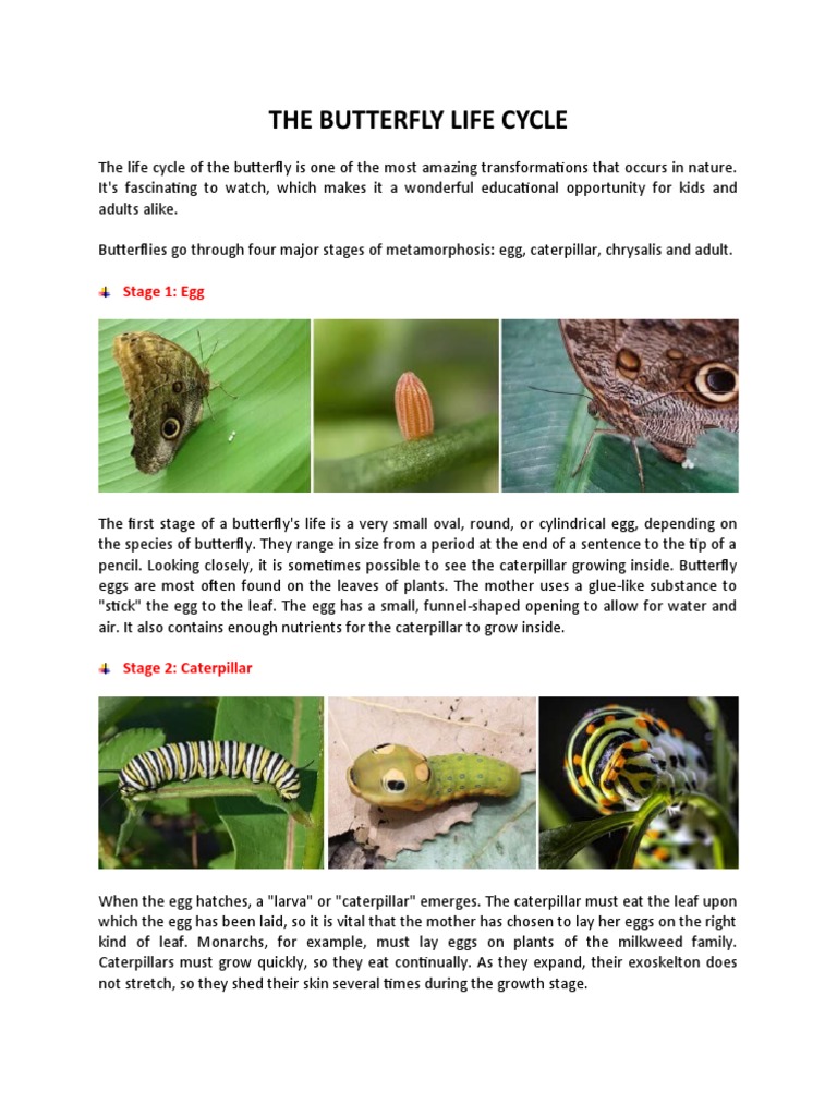 The Butterfly Life Cycle PDF Pupa Butterfly