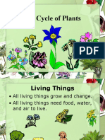 Parts of A Plant - PowerPoint