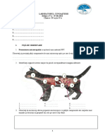 Fisa de Observatie + Experimentală