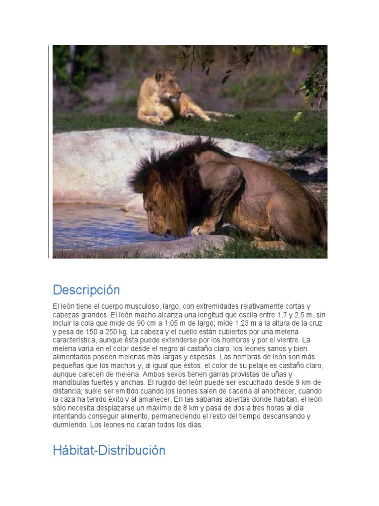 Descripción Leon | PDF | León | Panthera