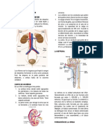 Sistema Excretor y Reproductor