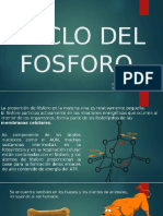 Ciclo del Fosforo.pptx