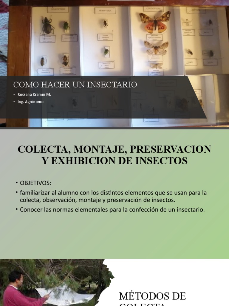 Como Hacer Un Insectario PDF Insectos