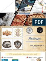 Introducción NEUROANATOMIA PART 1 PDF