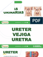 Vias Urinarias