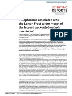 Iridophoroma Associated With Lemonfrost