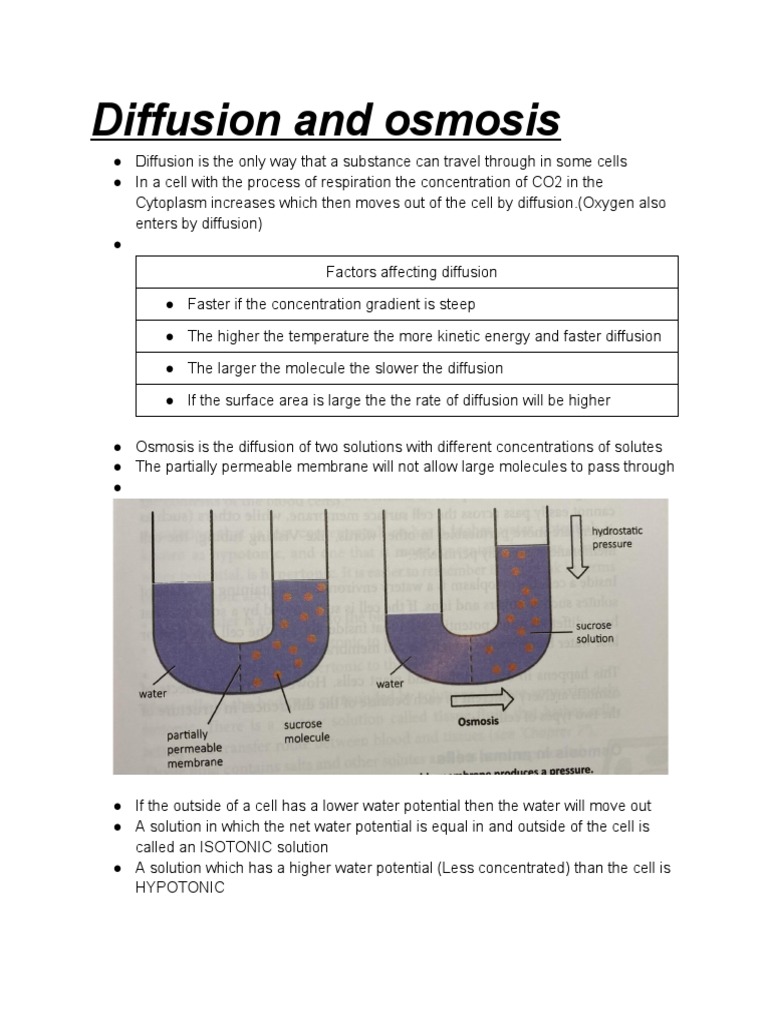 Chapter 2 Diffusion and Osmosis PDF Osmosis Diffusion