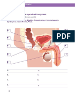 Worksheet Male Reproductive System
