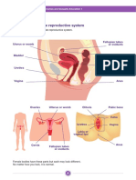 Handout Female Reproductive System