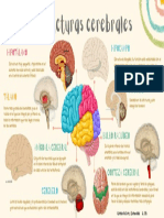 Estructuras Cerebrales