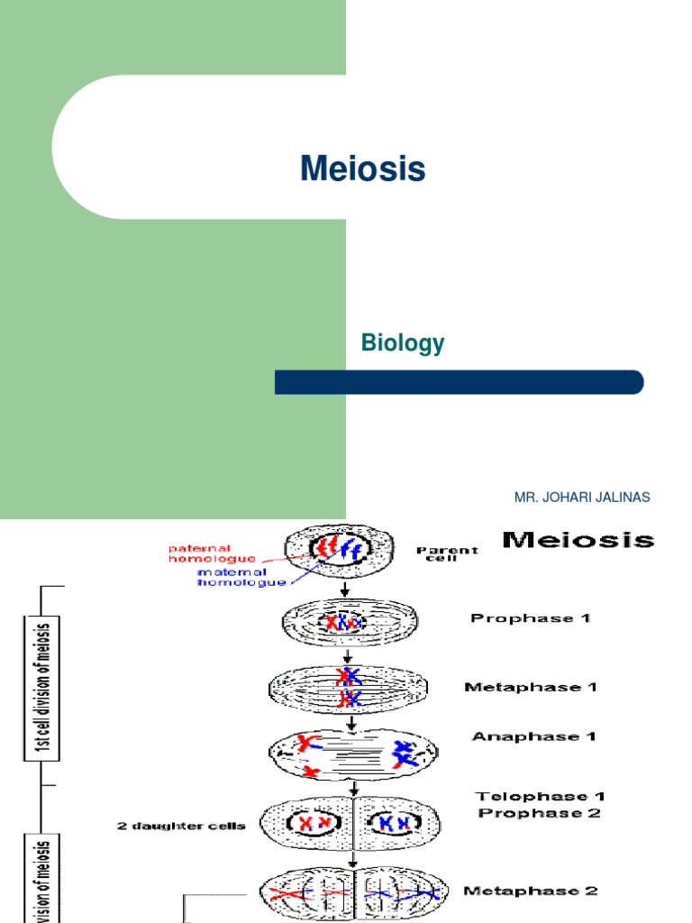 Understanding Meiosis in Cell Division | PDF