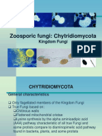 Chytridiomycota PDF