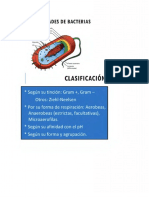 Clasificacion: Generalidades de Bacterias