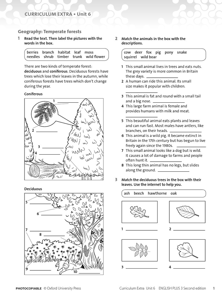 CLIL Unit 6 Geography PDF Forests Trees