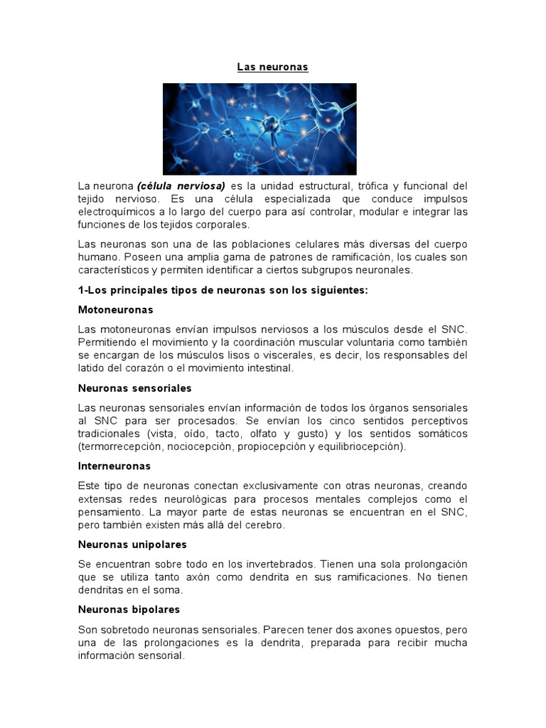 Clasificación y funciones de las neuronas | PDF | Neurona | Sistema ...