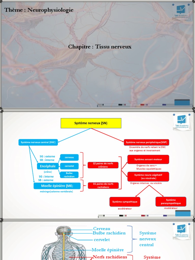 Organisation du tissu nerveux | PDF | Nerf | Myéline