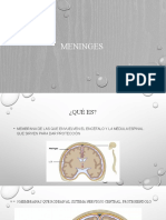 Precentaciones Anatomicas