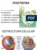 4 Protoctistas