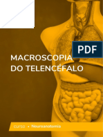 5f6ba90448932 - Macroscopia Do Telencefalo