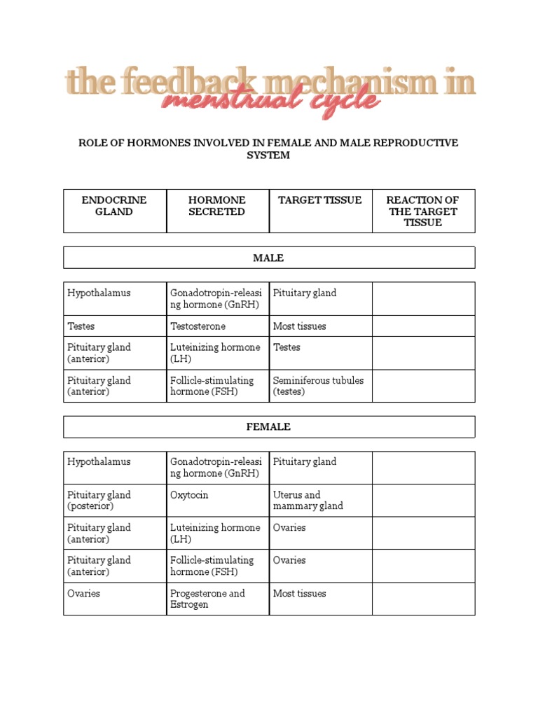 SCIENCE Feedback Mechanism in Menstrual Cycle | PDF | Menstrual Cycle ...