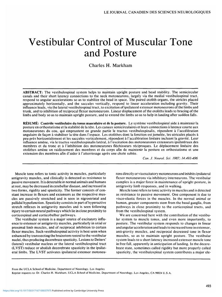 Vestibular System & Posture Control | PDF | Motor Neuron | Vestibular ...