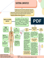 Sistema Linfatico Mapa