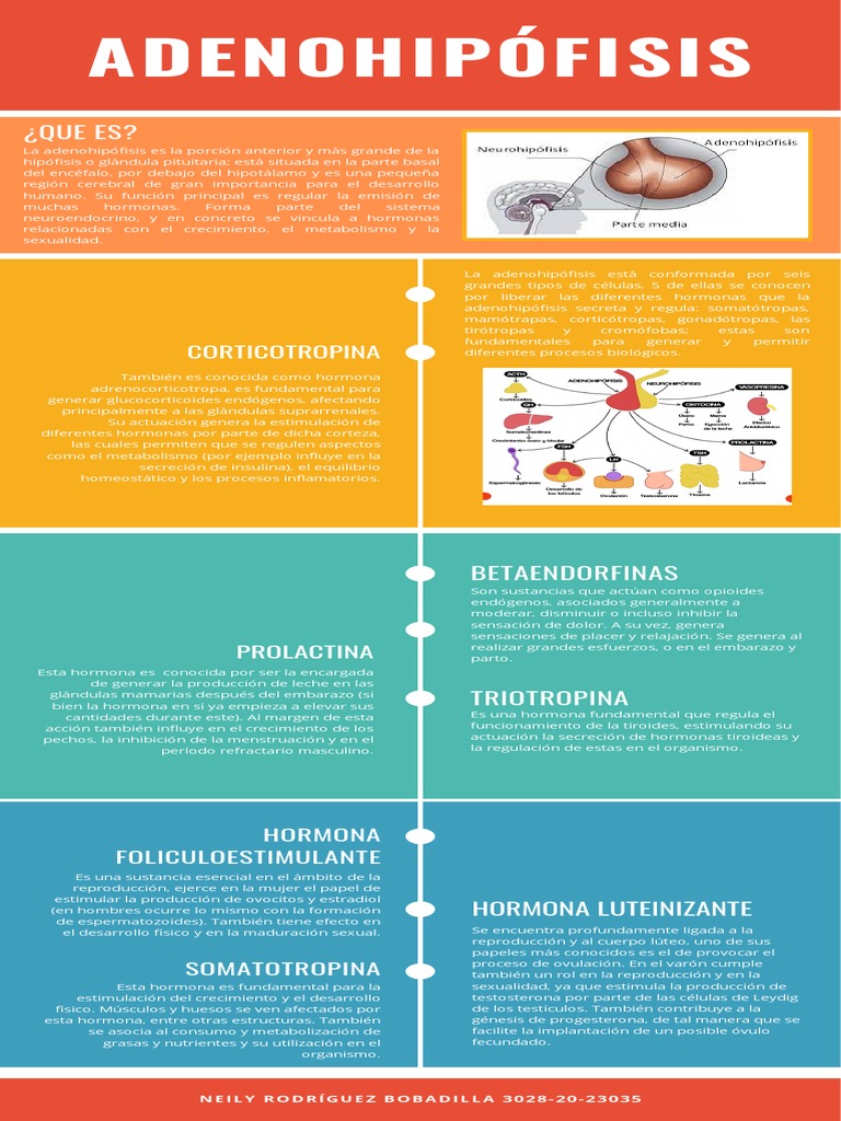ADENOHIPÓFISIS PDF Hormona Especialidades Medicas