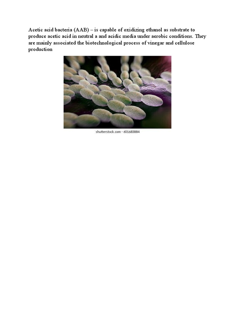 Acetic Acid Bacteria PDF