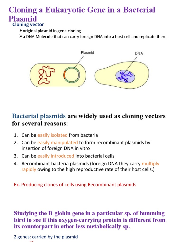 Cloning A Eukaryotic Gene in A Bacterial Plasmid | PDF | Molecular ...