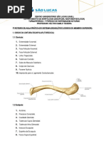 Ossos Dos Membros Superiores Pdf Mão Osso