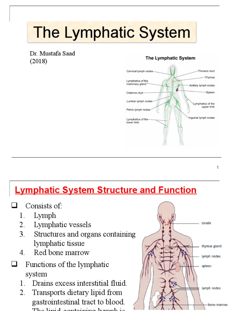 08 Lymphatic System PDF Lymph Node Lymphatic System