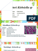 Bakteri Klebsiella Sp. 3B