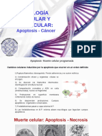 13 Clase Apoptosis PDF