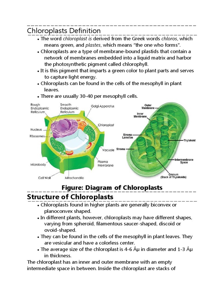 Chloroplast 1.2 | PDF | Chloroplast | Photosynthesis