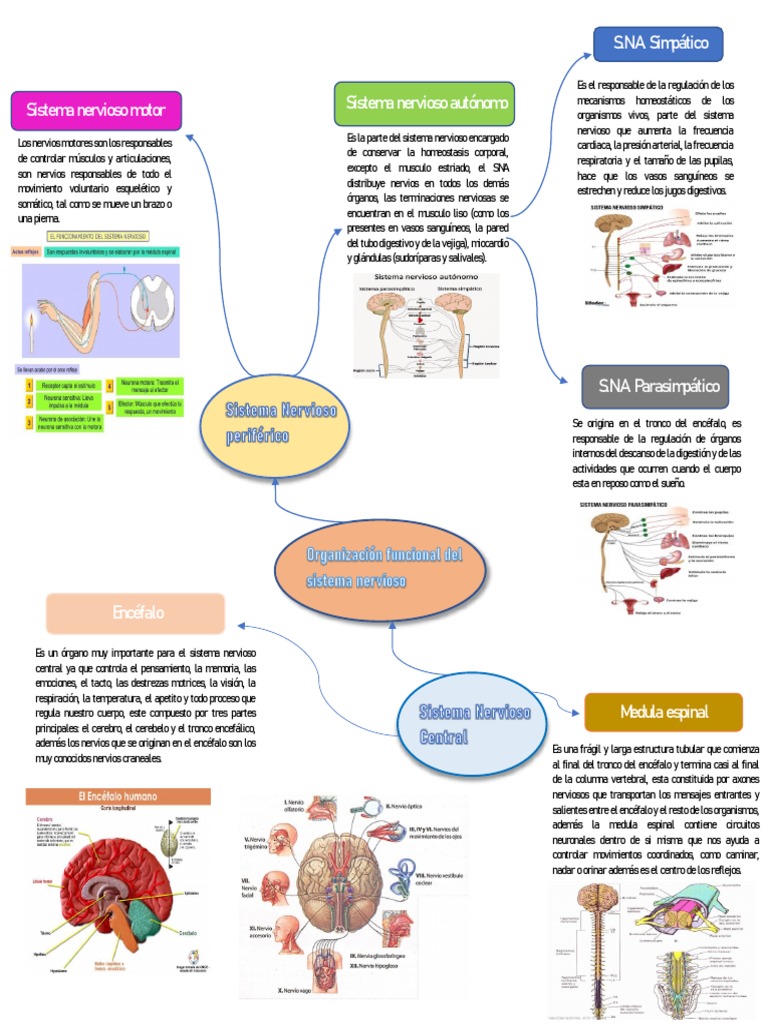 Mapa Del Sistema Nervioso Fisiologia | PDF | Nervio | Sistema nervioso