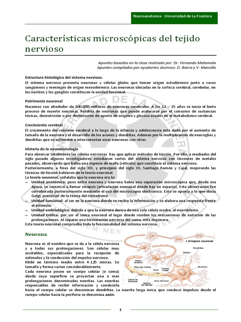 Neurohistología del Sistema Nervioso | PDF | Sinapsis | Neurona