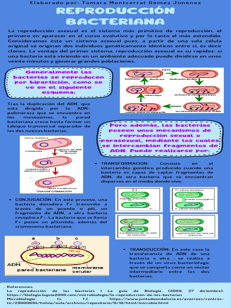 Infografía-Reproducción Bacteriana | PDF | Las bacterias | Reproducción  sexual