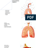 Sist Respiratorio