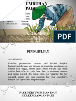 Kelompok 11 - Fase Pertumbuhan Padi