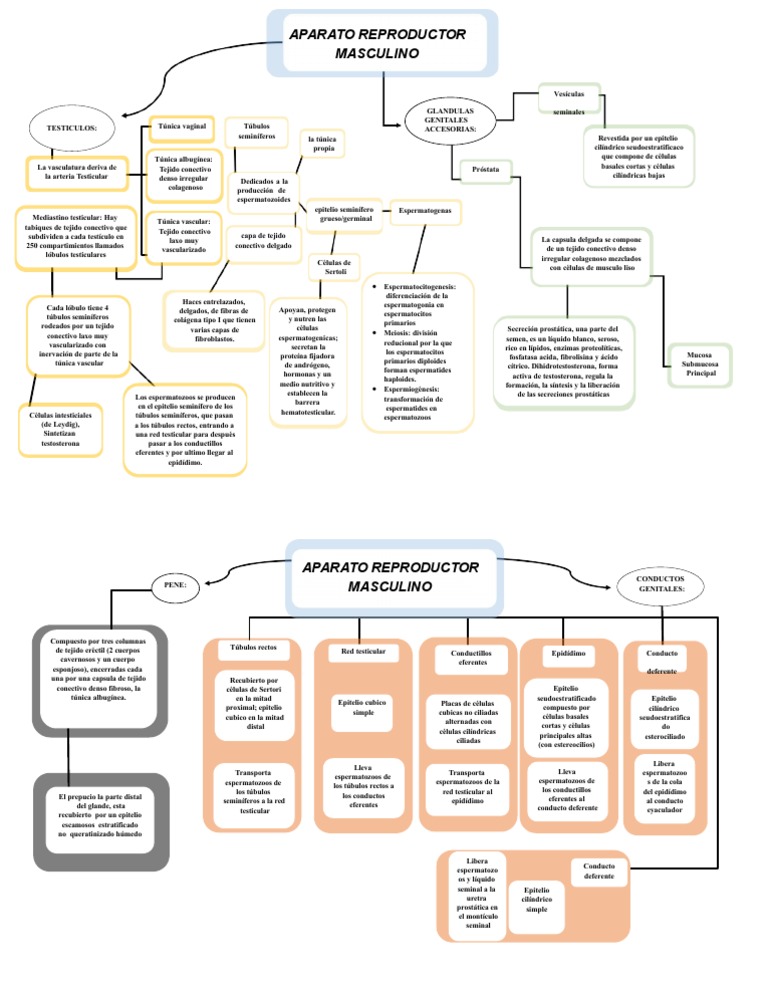 Mapa Conceptual Aparato Reproductor Masculino 7 | PDF | Testículo ...